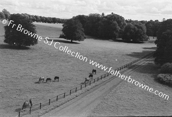 THOROUGHBRED MARES AND FOALS IN PADDOCK